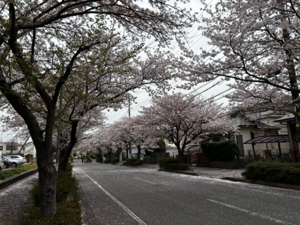 桜満開です(*^-^*)サムネイル